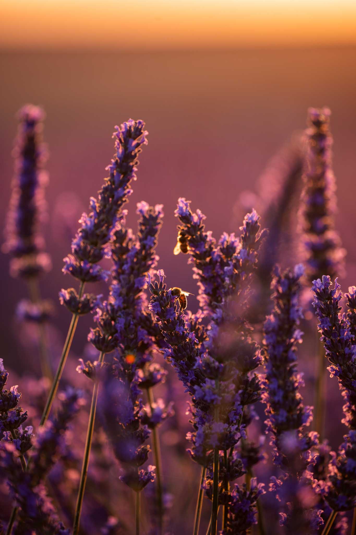  Loumarin Architecture 