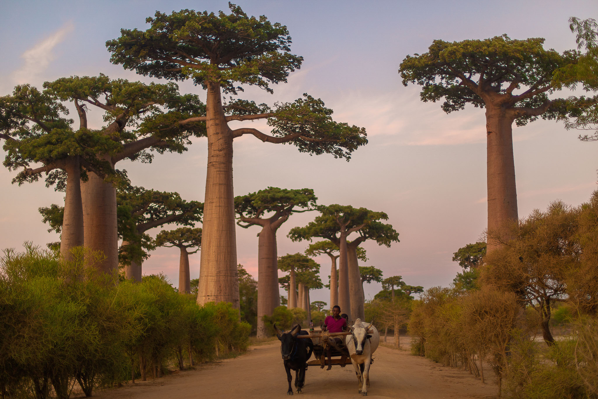 Morondava, Madagascar. Capturing sunset and daily life along ancient baobab-lined roads.